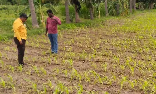 மக்காச்சோள பயிரில் படைப்புழுவை தடுக்க ஒரே மருந்தை தெளிக்காதீர்கள்