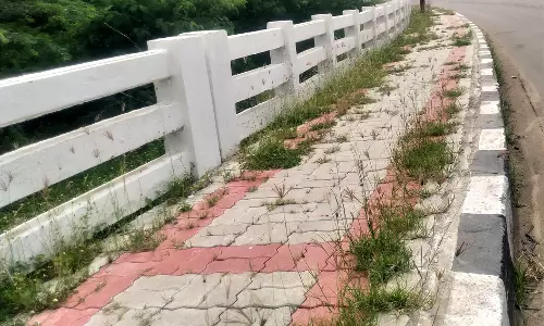 மேம்பாலத்தில் வளர்ந்த செடி, கொடிகள்ளை அகற்ற வேண்டும்