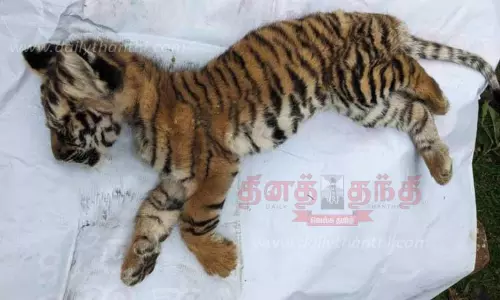 வனப்பகுதியில் இறந்து கிடந்த 2 மாத புலிக்குட்டி வனப்பகுதியில் இறந்து கிடந்த 2 மாத புலிக்குட்டி