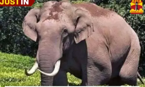 நெல்லை ஊத்து தேயிலை தோட்ட பகுதியில் முகாமிட்டுள்ள அரிசிக்கொம்பன் யானை..!