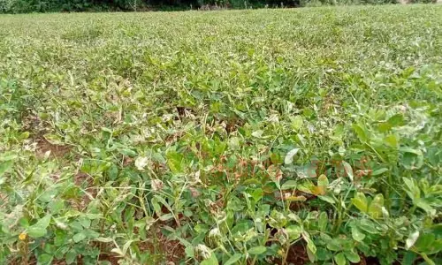 மணிலா பயிரை தாக்கும் இலை சுருட்டு பூச்சி