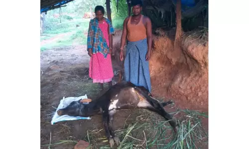 சிறுத்தை தாக்கி பசுமாடு பலி