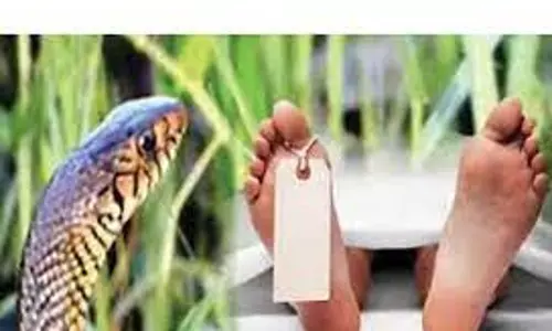 பாம்பு கடித்து சிறுவன் பலி