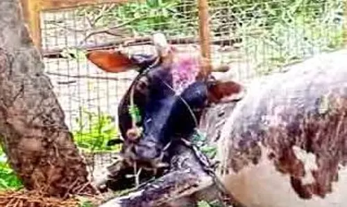 மின்கம்பி அறுந்து விழுந்து பசுமாடு சாவு