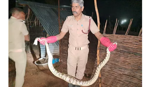 மலைப்பாம்பு பிடிபட்டது மலைப்பாம்பு பிடிபட்டது