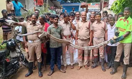 12 அடி நீள ராஜநாகம் பிடிபட்டது