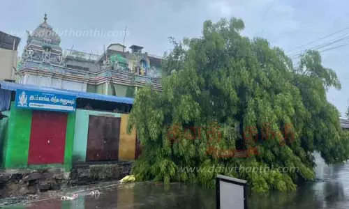 அந்தியூரில் மழை; வேருடன் சாய்ந்த வேப்ப மரம்