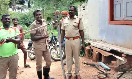 நத்தம் அருகே வீடுகளில் புகுந்த பாம்புகள் பிடிபட்டன
