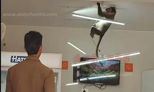 கடைக்குள் புகுந்து பொருட்களை சூறையாடிய குரங்குகள்