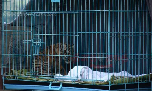 மேலும் 3 புலிக்குட்டிகள் சாவு