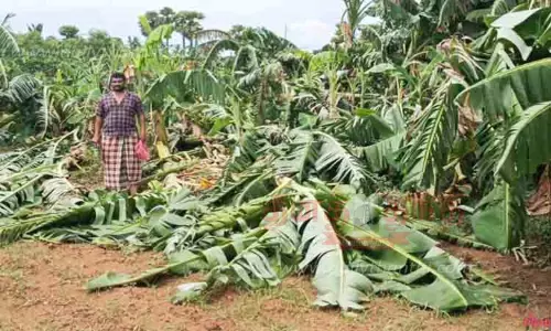 சிவகங்கையில் சூறைக்காற்றுடன் மழை- வாழைகள், மின்கம்பங்கள் சாய்ந்தன