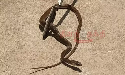 பாலக்கோடுதொழிலாளி வீட்டில் புகுந்த பாம்பு பிடிபட்டது