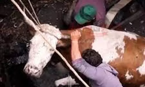 கழிவுநீர் தொட்டியில் விழுந்த பசுமாடு உயிருடன் மீட்பு