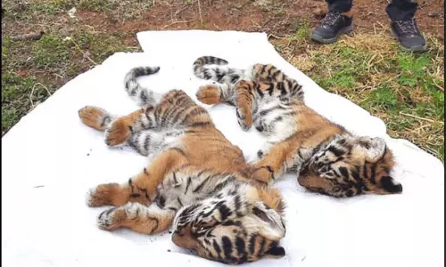 ஊட்டி வனப்பகுதியில் மேலும் 3 புலிக்குட்டிகள் சாவு