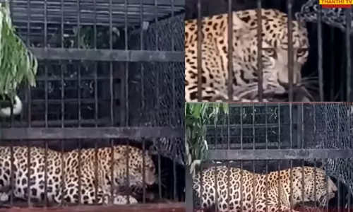 திருப்பதி மலைப்பாதை அருகே வனத்துறை வைத்த கூண்டில் மேலும் ஒரு சிறுத்தை சிக்கியது...! திருப்பதி மலைப்பாதை அருகே வனத்துறை வைத்த கூண்டில் மேலும் ஒரு சிறுத்தை சிக்கியது...!