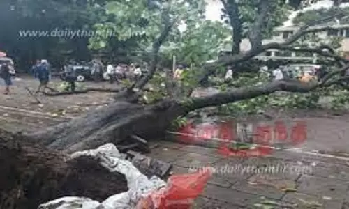காற்றுடன் பெய்த மழையில் மரம் விழுந்து 2 டிரைவர்கள் படுகாயம்