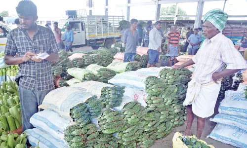 பாகற்காய் விலை வீழ்ச்சி