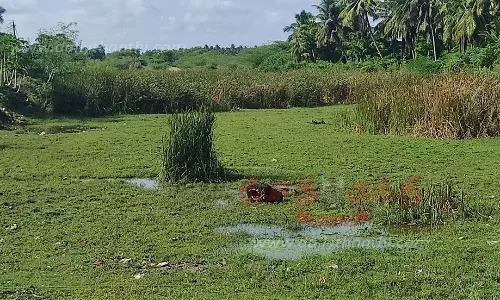காட்டாற்றை ஆக்கிரமித்துள்ள ஆகாயத்தாமரை செடிகள்