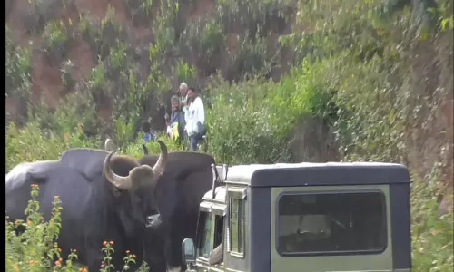 குன்னூர் அருகே சாலையின் நடுவே ஆக்ரோஷமாக சண்டையிட்ட 3 காட்டெருமைகள்-2 மணி நேரம் போக்குவரத்து பாதிப்பு குன்னூர் அருகே சாலையின் நடுவே ஆக்ரோஷமாக சண்டையிட்ட 3 காட்டெருமைகள்-2 மணி நேரம் போக்குவரத்து பாதிப்பு