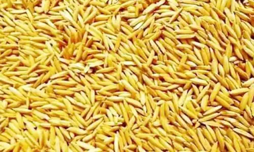 காவிரி நீர் வராத நிலையில் குறுகிய கால நெல் ரகங்களை நடவு செய்யலாம் காவிரி நீர் வராத நிலையில் குறுகிய கால நெல் ரகங்களை நடவு செய்யலாம்