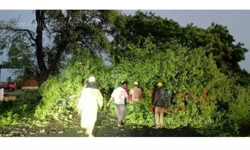 சூறாவளி காற்றுடன் மழை பெய்ததால் நெடுஞ்சாலையில் மரம் விழுந்தது