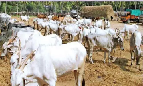 புஞ்சைபுளியம்பட்டி சந்தையில் ரூ.1 கோடிக்கு கால்நடைகள் விற்பனை