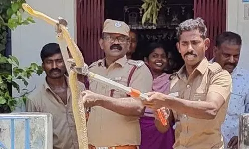 வீட்டு சமையலறைக்குள் புகுந்த பாம்பு  : உளுந்தூர்பேட்டையில் பரபரப்பு