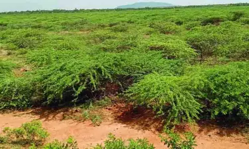 20 ஆண்டுகளாக வறண்டு கிடக்கும் பஞ்சப்பட்டி ஏரி