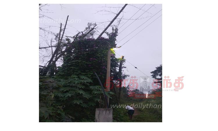 தேவர்சோலையில் செடி-கொடிகள் சூழ்ந்த மின்கம்பம்- அசம்பாவிதம் ஏற்படும் முன், அகற்ற பொதுமக்கள் கோரிக்கை