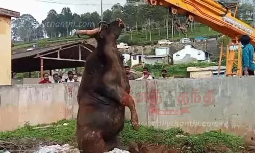 கழிவுநீர் தொட்டியில் தவறி விழுந்த காட்டெருமை சாவு