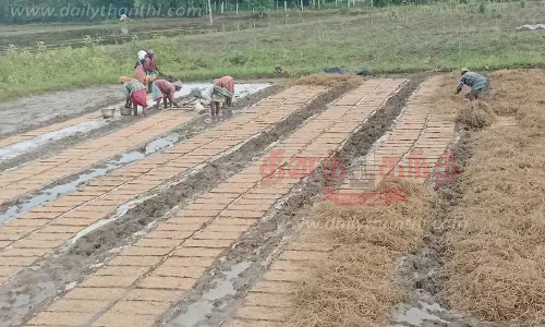 சம்பா சாகுபடி பணிகள் தீவிரம் சம்பா சாகுபடி பணிகள் தீவிரம்