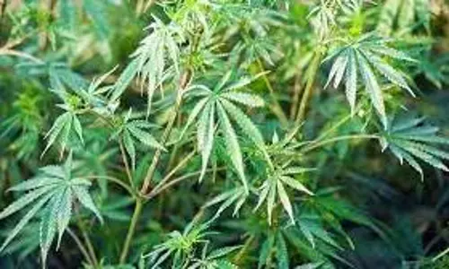 விவசாய நிலத்தில் வளர்க்கப்பட்ட ரூ.2.23 கோடி கஞ்சா செடிகள் பறிமுதல்