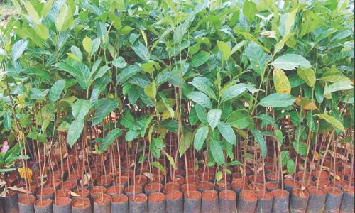 வேளாண்மைத்துறை மூலம் இலவச மரக்கன்றுகள்