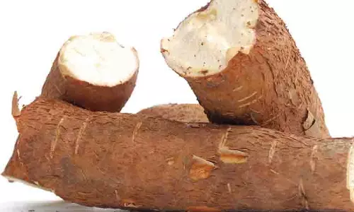 மரவள்ளிக்கிழங்கு விலை உயர்வு