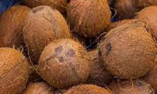 ரூ.2¼ லட்சத்துக்கு தேங்காய் ஏலம் ரூ.2¼ லட்சத்துக்கு தேங்காய் ஏலம்