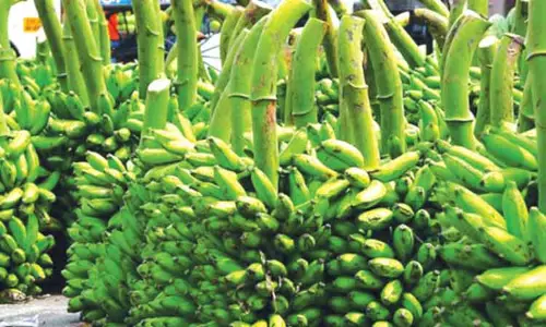 கோபி கூட்டுறவு சங்கத்தில் ரூ.11¾ லட்சத்துக்கு வாழைத்தார் ஏலம் கோபி கூட்டுறவு சங்கத்தில் ரூ.11¾ லட்சத்துக்கு வாழைத்தார் ஏலம்