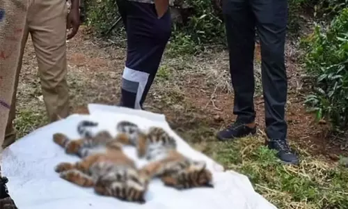 10 புலிகள் உயிரிழந்த விவகாரம்: தேசிய புலிகள் ஆணைய குழுவினர் நாளை ஊட்டி வருகை