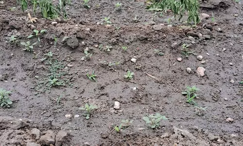 போலிஇயற்கை உரத்தால் பட்டுப்போன மிளகாய் செடிகள்