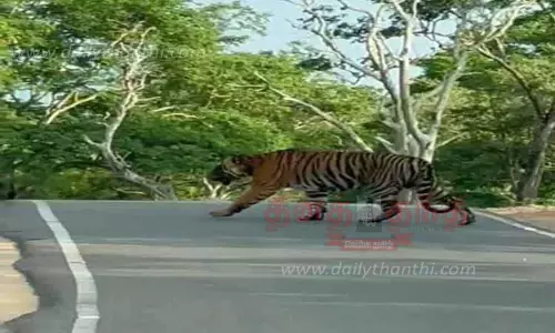 தேசிய புலிகள் ஆணைய குழுவினர் இன்று ஊட்டிக்கு வருகை