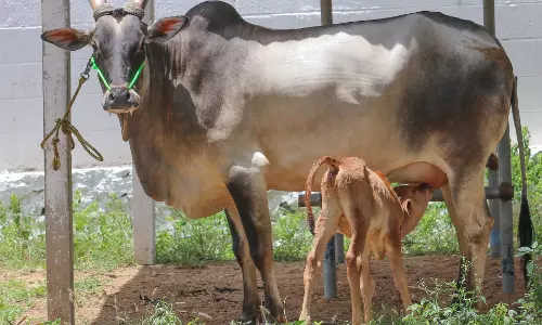 ரூ.80 ஆயிரத்துக்கு காங்கயம் இன மயிலை பசுமாடு விற்பனை ரூ.80 ஆயிரத்துக்கு காங்கயம் இன மயிலை பசுமாடு விற்பனை