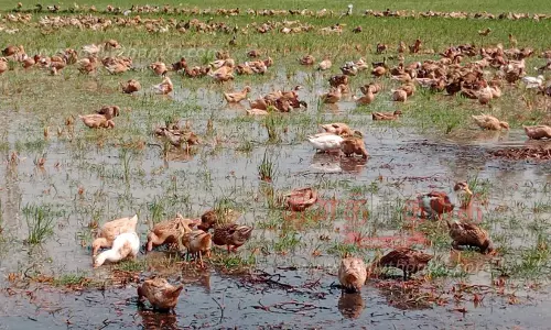 குறுவை அறுவடை வயலில் வாத்துகள் மேய்க்கும் பணி
