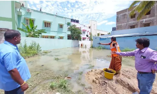 டெங்கு கொசுப்புழுவை அழிக்க எண்ணெய் பந்து வீச்சு டெங்கு கொசுப்புழுவை அழிக்க எண்ணெய் பந்து வீச்சு