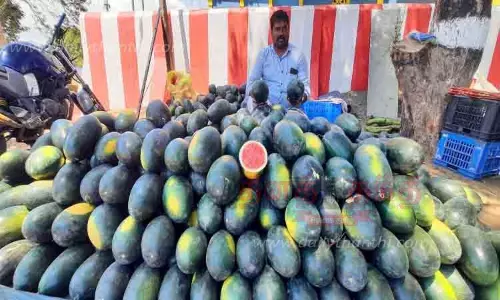 தர்பூசணி பழங்கள் விற்பனை விறுவிறுப்பு தர்பூசணி பழங்கள் விற்பனை விறுவிறுப்பு