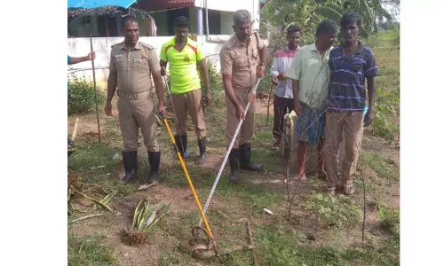 3 பாம்புகள் பிடிபட்டன