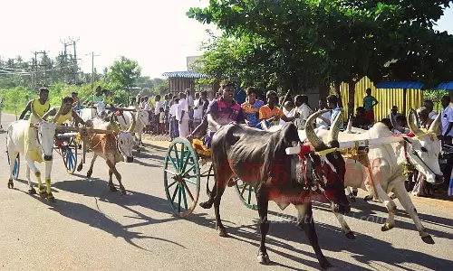 சீறிப்பாய்ந்த மாட்டு வண்டிகள் சீறிப்பாய்ந்த மாட்டு வண்டிகள்