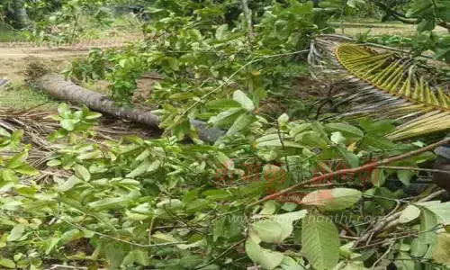 தென்னைகளை சாய்க்கும் காட்டு யானைகள்