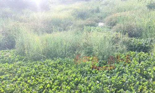 மாலையிட்டான் வாரி வாய்க்காலை தூர்வார வேண்டும்