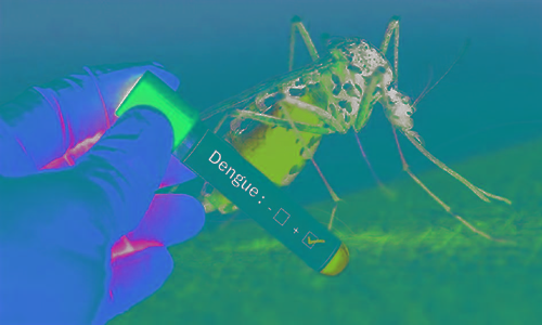 26 பேர் டெங்கு காய்ச்சலால் பாதிப்பு 26 பேர் டெங்கு காய்ச்சலால் பாதிப்பு