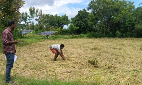 கனமழை காரணமாக நெற்பயிர்கள் நாசம்