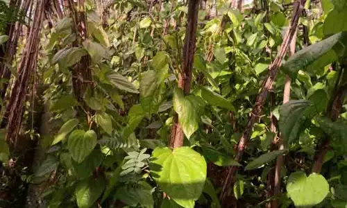 நொய்யல் பகுதியில் வெற்றிலை தேக்கம்